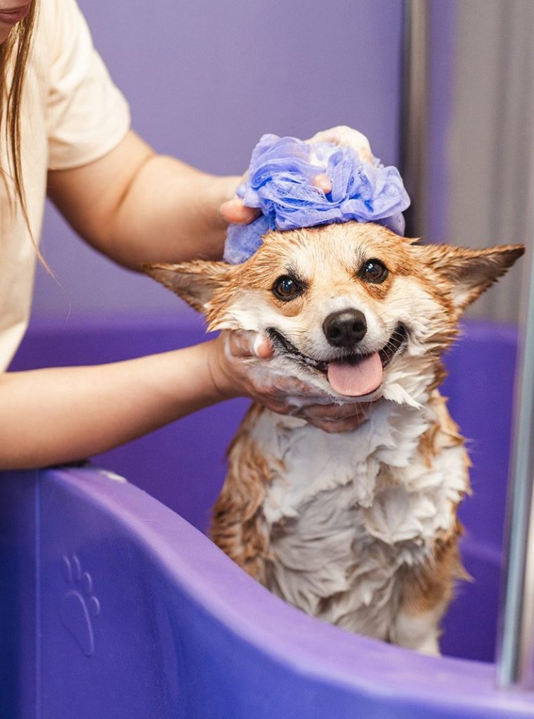 retrato-engracado-de-um-cao-corgi-pembroke-gales-tomando-banho-com-shampoo.jpg retrato-engracado-de-um-cao-corgi-pembroke-gales-tomando-banho-com-shampoo.jpg
